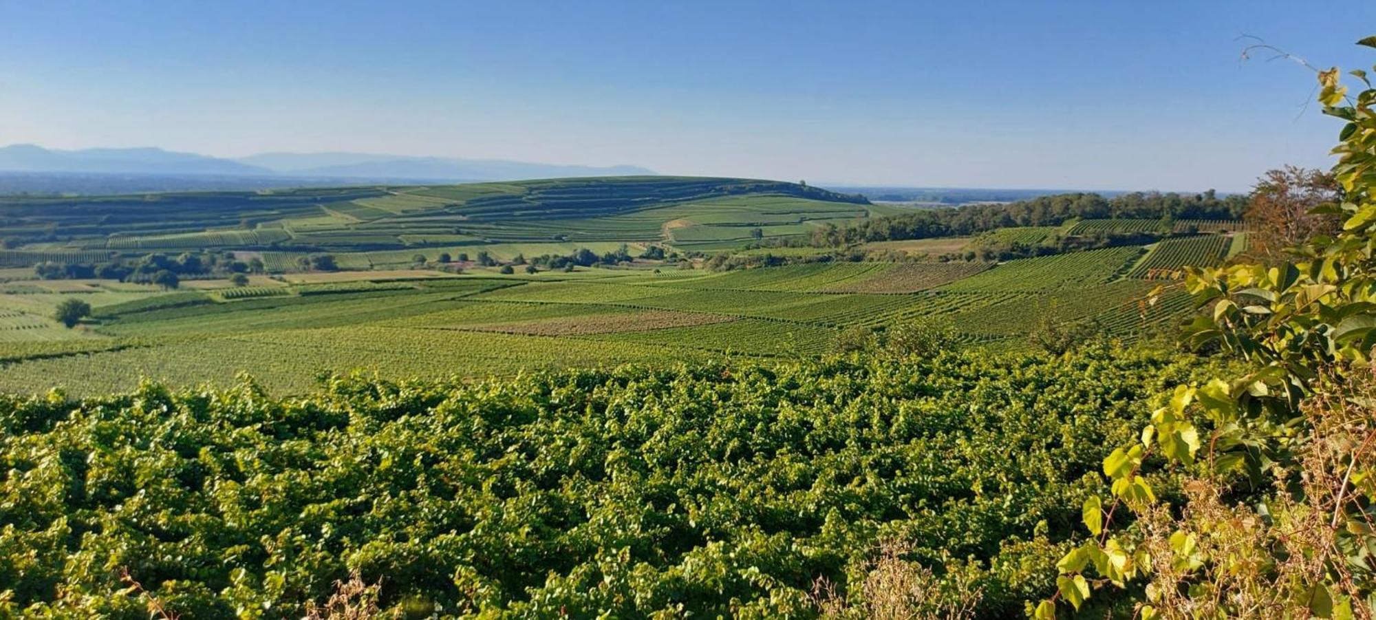 Ferienwohnung Vino9 Vogtsburg Kültér fotó