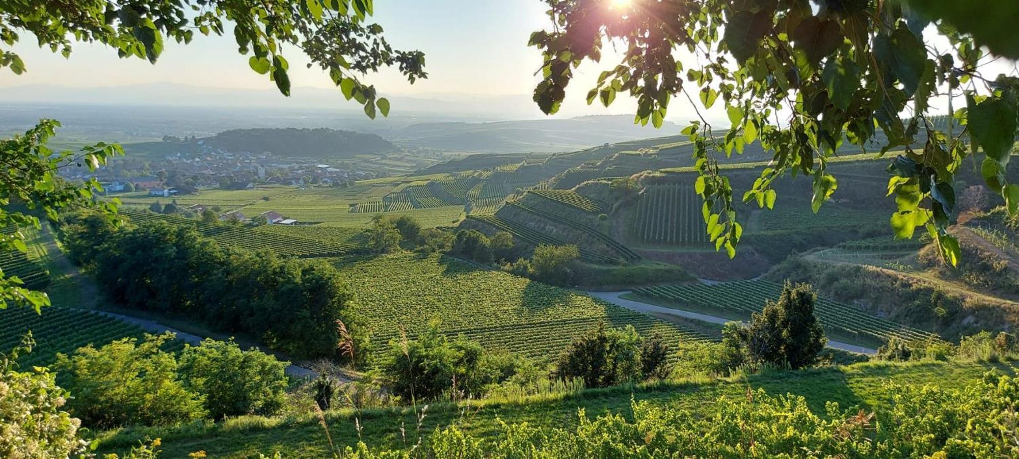 Ferienwohnung Vino9 Vogtsburg Kültér fotó