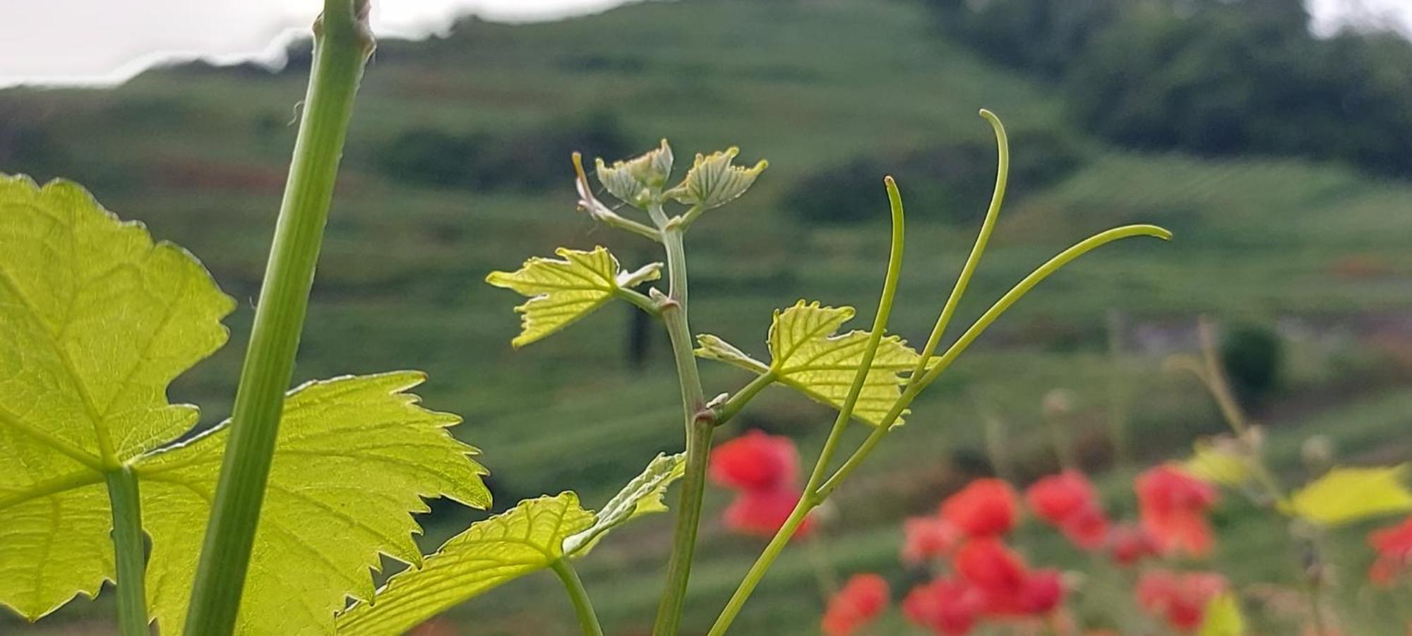 Ferienwohnung Vino9 Vogtsburg Kültér fotó